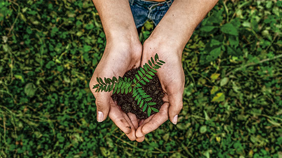 Nachhaltigkeit Grüne Pflanze Hände